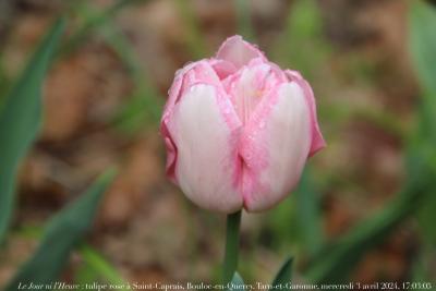 photographie “Le Jour ni l’Heure 4246 : tulipe rose à Saint-Caprais, Bouloc-en-Quercy, Tarn-et-Garonne, mercredi 3 avril 2024, 17:03:05” par Renaud Camus — www.renaud-camus.net — tulipe, rose, tulipe rose, Saint-Caprais, Bouloc, Bouloc-en-Quercy, Quercy, jardin, fleur