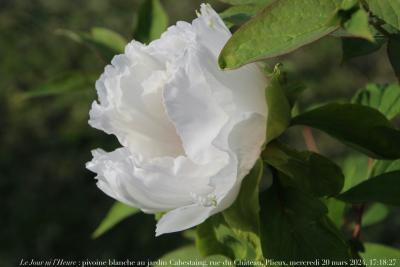 photographie “Le Jour ni l’Heure 3566 : pivoine blanche au jardin Cabestaing, rue du Château, Plieux, Gers, Gascogne, mercredi 20 mars 2024, 17:18:27” par Renaud Camus — www.renaud-camus.net — pivoine, pivoine blanche, jardin, jardin Cabestaing, Plieux, Gers, Lomagne, Gascogne, fleurs, blanc, blanche