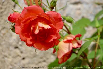 photographie “Le Jour ni l’Heure 5484 : rose “Arielle Dombasle”, rue du Faubourg, Plieux, Gers, dimanche 28 avril 2024, 15:29:39” par Renaud Camus — www.renaud-camus.net — rose, “Arielle, Dombasle, rose Arielle Dombasle, Plieux, rue du Faubourg, Gers, Gascogne, village, risier, Désert, Camus, Renaud Camus, 28 avril 2024