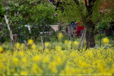 photographie “Le Jour ni l’Heure 4426 : En Lomagne — À la ferme — Plieux, Gers, Gascogne, samedi 6 avril 2024, 16:32:42” par Renaud Camus — www.renaud-camus.net — Lomagne, En Lomagne, Plieux, Gers, Gascogne, ferme, ferme russe, Boulant, À la ferme, colza, chemise, chemise rouge, grenat, linge, lige à sécher