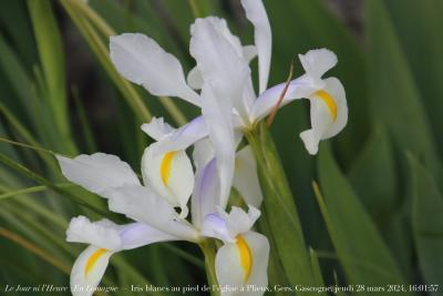 photographie “Le Jour ni l’Heure 3856 : En Lomagne — Iris blancs au pied de l’église à Plieux, Gers, Gascogne, jeudi 28 mars 2024, 16:01:57” par Renaud Camus — www.renaud-camus.net — iris, iris blanc, fleur, fleurs, Plieux, église, Lomagne, En Lomagne, Gers, Gascogne