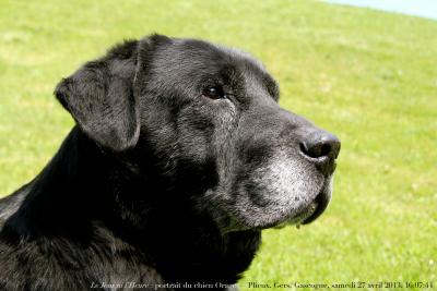 photographie “Le Jour ni l’Heure 3847 : portrait du chien Orage — Plieux, Gers, Gascogne, samedi 27 avril 2013, 16:07:44” par Renaud Camus — www.renaud-camus.net — dog, labrador, noir, black