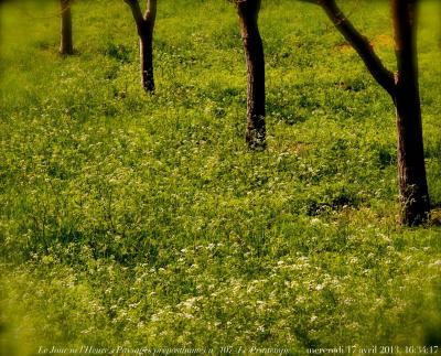 photographie “Le Jour ni l’Heure 3244 : En Lomagne — Paysage préposthume n° 107 (Le Verger) — sous les remparts de L’Isle-Bouzon, Gers, Gascogne, mercredi 17 avril 2013, 16:34:17” par Renaud Camus — www.renaud-camus.net — paysage, landscape, champs, field, verger, orchard