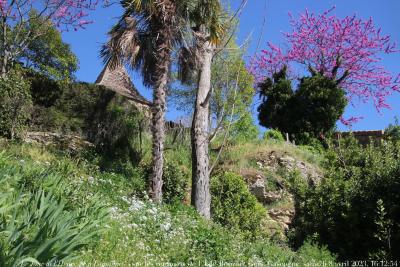 photographie “Le Jour ni l’Heure 5129  : En Lomagne — les remparts de L’Isle-Bouzon, Gers, Gascogne, samedi 8 avril 2023, 16:12:54” par Renaud Camus — www.renaud-camus.net — L'Isle-Bouzon, Gers, Gascogne, Lomagne, En Lomagne, remparts, arbre de Judée, palmier, iris