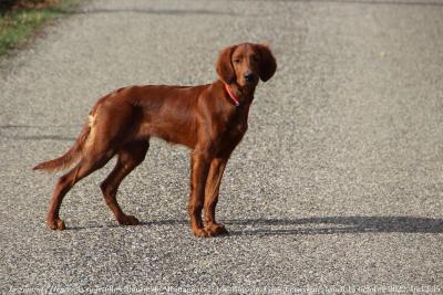 photographie “Le Jour ni l’Heure 9714 : la nouvelle chienne de Montagnac, L’Isle-Bouzon, Gers, Gascogne, lundi 24 octobre 2022, 16:12:45” par Renaud Camus — www.renaud-camus.net — chien, chienne, setter irlandais, setter, Montagnac, L'Isle-Bouzon, Gers, Gascogne