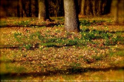 photographie “Le Jour ni l’Heure 1673 : En Lomagne — Paysage pré-posthume n° 105 (“Les Jonquilles”) — Bois de Saint-Roch, Solomiac, Gers, Gascogne, mercredi 27 février 2013, 15:34:44” par Renaud Camus — www.renaud-camus.net — landscape, sous-bois, wood, forêt, forest, daffodils, jaune, yellow