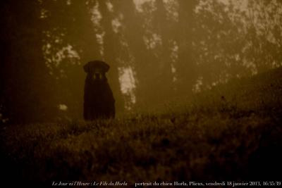 photographie “Le Jour ni l’Heure 9443 : Le Fils du Horla — portrait du chien Orage en sa quinzième année, Plieux, vendredi 18 janvier 2013, 16:35:39” par Renaud Camus — www.renaud-camus.net — chien, dog, fog, brouillard