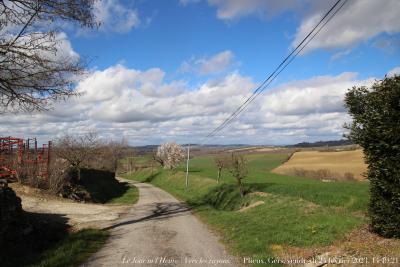 photographie “Le Jour ni l’Heure 4018 : Vers les rayons — Plieux, Gers, Gascogne, vendredi 24 février 2023, 14:19:21” par Renaud Camus — www.renaud-camus.net — Vers les rayons, rayons, cancer, route, prunier, Lomagne, En Lomagne, Plieux, Gers, Gascogne
