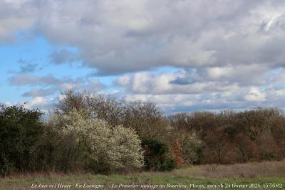 photographie “Le Jour ni l‘Heure 2867 : En Lomagne — Le Prunelier sauvage au Bourdieu, Plieux, Gers, Gascogne, samedi 24 février 2024, 15:56:02” par Renaud Camus — www.renaud-camus.net — Bourdieu, Le Bourdieu, Plieux, Gers, Gascogne, Lomagne, En Lomagne, prunier, prunelier, prunelier sauvage, prunier sauvage, 24, février, 2024