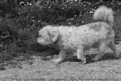 photographie “Le Jour ni l’Heure 4489 : En Lomagne — petit chien blanc au Cassé, Plieux, Gers, lundi 8 avril 2024, 15:51:54” par Renaud Camus — www.renaud-camus.net — chien, petit chien, petit chien blanc, Casse, Le Cassé Plieux Gers Camus , Camus, 8 avril 2024