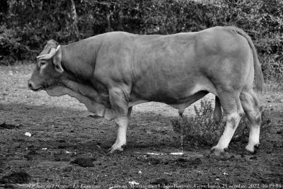 photographie “Le Jour ni l’Heure 9734 : En Lomagne — taureau, Montagnac, L‘Isle-Bouzon, Gers, Gascogne, lundi 24 octobre 2022, 16:09:04” par Renaud Camus — www.renaud-camus.net