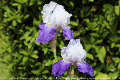 photographie “Le Jour ni l’Heure 6192 : En Lomagne — iris après la pluie — Plieux, jardin Aimée-Cabestaing, mercredi 10 mai 2023, 14:57:31” par Renaud Camus — www.renaud-camus.net — iris, iris après la pluie, Lomagne, En Lomagne, jardin, Plieux, fleurs