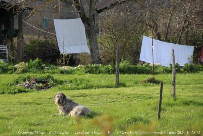 photographie “Le Jour ni l’Heure 3198 : En Lomagne — Les Beaux Draps — Plieux, Gers, Gascogne, mercredi 6 mars 2024, 16:58:35” par Renaud Camus — www.renaud-camus.net — draps, Les Beaux Draps, Gers, Lomagne, En Lomagne, chien, chienne, Luka, Plieux, Gascogne, ferme