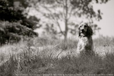 photographie “Le Jour ni l’Heure 4106 : portrait de Mlle Hola de La Garrière, Plieux, Gers, Gascogne, samedi 4 mai 2013, 17:06:07” par Renaud Camus — www.renaud-camus.net — chien, chienne, cocker, Gascony