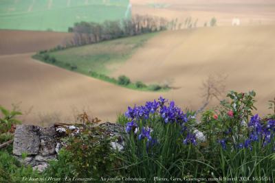 photographie “Le Jour ni l’Heure 4638 : En Lomagne — Au jardin Cabestaing — Plieux, Gers, Gascogne, mardi 9 avril 2024, 16:54:54” par Renaud Camus — www.renaud-camus.net — jardin, Cabestaing, jardin Cabestaing, Plieux, Gers, Gascogne, Lomagne, En Lomagne, iris, Avec l’arc noir” champ Camus , Camus, 9 avril 2024