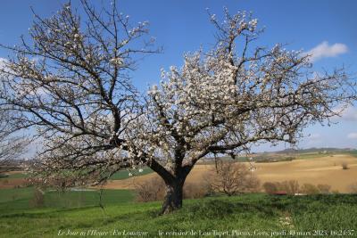 photographie “Le Jour ni l’Heure 4919 : En Lomagne — le cerisier de Lou Tapet, Plieux, Gers, Gascogne, jeudi 30 mars 2023, 16:24:57” par Renaud Camus — www.renaud-camus.net — cerisier, arbre en fleur, Lomagne, En Lomagne, Gers, Gascogne, Plieux, Lou Tapet, arbre, bel arbre