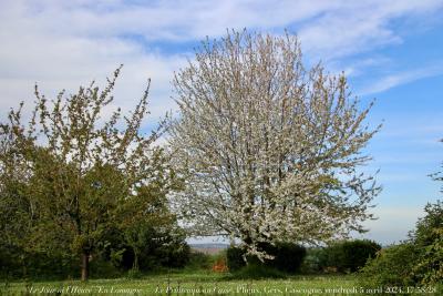 photographie “Le Jour ni l’Heure 4400 : En Lomagne — Le Printemps au Cassé, Plieux, Gers, Gascogne, vendredi 5 avril 2024, 17:58:28” par Renaud Camus — www.renaud-camus.net — cerisier, Cassé, Casse, Le Cassé, Plieux, Gers, Gascogne, printemps, Le Printemps au Cassé