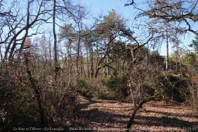 photographie “Le Jour ni l’Heure 4147 : En Lomagne — Dans les bois de Magnas, Gers, Gascogne, dimanche 26 février 2023, 15:31:15” par Renaud Camus — www.renaud-camus.net — Magnas, parc de Magnas, bois de Magnas, Gers, Gascogne, bois, forêt