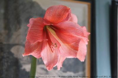 photographie “Le Jour ni l’Heure 9821 : Le Lys rose — Walmer Castle, Kent, mardi 10 avril 2012, 16:18:36” par Renaud Camus — www.renaud-camus.net — lily, pink, fleur, flower, England