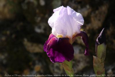 photographie “Le Jour ni l’Heure 3964 : En Lomagne — iris municipal, zinzolin et blanc, murette de la rue du Château, Plieux, Gers, Gascogne, jeudi 8 mai 2025, 10:57:43” par Renaud Camus — www.renaud-camus.net — iris, iris municipal, Plieux, rue du Château, zinzolin, blanc