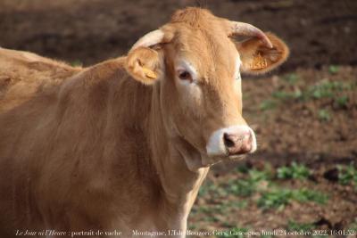 photographie “Le Jour ni l’Heure 9705 : portrait de vache — Montagnac, L‘Isle-Bouzon, Gers, Gascogne, lundi 24 octobre 2022, 16:01:52” par Renaud Camus — www.renaud-camus.net — vache, portrait de vache, Montagnac, L, Gers, Gascogne, 25 octobre 2022