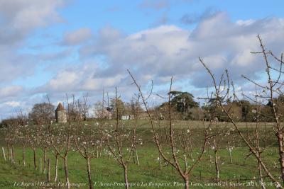 photographie “Le Jour ni l’Heure 2886 : en Lomagne — L’Avant-Printemps à La Rouquette, Plieux, Gers, Gascogne, samedi 24 février 2024, 16:10:34” par Renaud Camus — www.renaud-camus.net — Lomagne, En Lomagne, Plieux, amandiers, L’Avant-Printemps à La Rouquette” , Rouquette, arbres en fleur, Gers, Gascogne, Camus, Renaud Camus, 24 février 2024