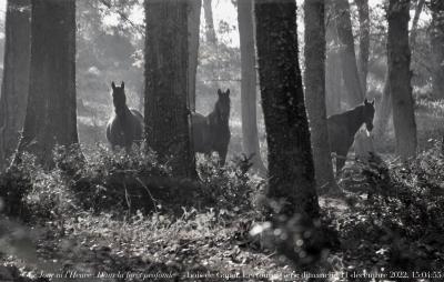 photographie “Le Jour ni l’Heure 1308 : Dans la forête profonde — bois de Gajan, La Revanche, Lectoure, Gers, Gascogne, dimanche 11 décembre 2022, 15:04:55” par Renaud Camus — www.renaud-camus.net — cheval, chevaux, forêt, bois, bois de Gajan, La Revanche, Lectoure, Dans la forêt profonde, Gers, Gascogne