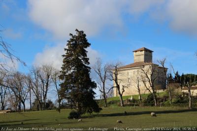 photographie “Le Jour ni l’Heure 2926 : Pais mes brebis, pais mes agneaux — En Lomagne — Plieux, Gers, Gascogne, samedi 24 février 2024, 16:38:45” par Renaud Camus — www.renaud-camus.net — agneaux, brebis, Pais mes brebis pais mes agneaux, Pais mes agneaux pais mes brebis, Plieux, château de Plieux, château, Gers, Gascogne