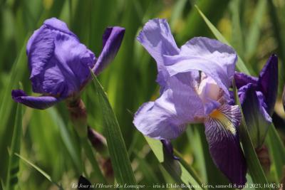 photographie “Le Jour ni l’Heure 5126 : En Lomagne — iris à L’Isle-Bouzon, Gers, Gascogne, samedi 8 avril 2023, 16:07:43” par Renaud Camus — www.renaud-camus.net — iris, fleurs, Lomagne, En Lomagne, L'Isle-Bouzon, Gers, Gascogne