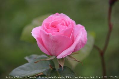 photographie “Le Jour ni l’Heure 5282 : En Lomagne — rose au jardin Cabestaing, Plieux, Gers, Gascogne, lundi 22 avril 2024, 17:24:55” par Renaud Camus — www.renaud-camus.net — rose, rose au jardin Cabestaing, jardin, Cabestaing, Plieux