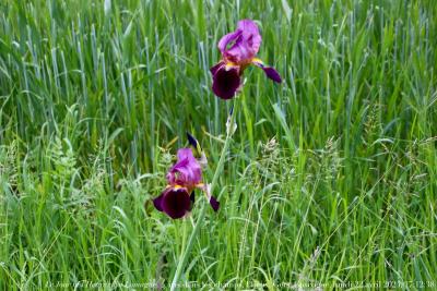 photographie “Le Jour ni l’Heure 5272 : En Lomagne — iris dans les champs, Plieux, Gers, Gascogne, lundi 22 avril 2024, 17:12:38” par Renaud Camus — www.renaud-camus.net — fleurs, iris, mauve, violet, Plieux, Gers, Gascogne, Lomagne, En Lomagne, champs, dans les champs