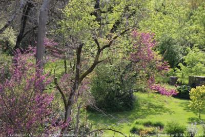 photographie “Le Jour ni l’Heure 4391 : Le Printemps en Lomagne — Fenêtre de la bibliothèque ou “Les Aboiements”, Plieux, Gers, Gascogne, jeudi 4 avril 2024, 17:41:01” par Renaud Camus — www.renaud-camus.net — Fenêtre de la bibliothèque, Plieux, Gers, Gascogne, Lomagne, En Lomagne, arbres de Judée, Judée, printemps, parc, aboiements, chiens, nocence, Trouble in Paradise