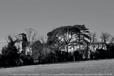 photographie “Le Jour ni l’Heure 3542 : En Lomagne — le beau pin parasol, Plieux, Gers, Gascogne, mardi 19 mars 2024, 17:05:09” par Renaud Camus — www.renaud-camus.net — pin, pin parasol, Plieux, Gers, Gascogne, château, chartreuse, parc, champs, Lomagne, En Lomagne