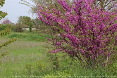 photographie “Le Jour ni l’Heure 4715 : En Lomagne — le jardin haut, Plieux, Gers, Gascogne, jeudi 11 avril 2024, 11:53:58” par Renaud Camus — www.renaud-camus.net — Casse, Cassé, Le Cassé, Le Printemps au Cassé, arbre de Judée, Plieux, Gers, Gascogne, Lomagne, En Lomagne, mauve