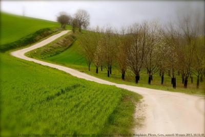 photographie “Le Jour ni l’Heure 2826 : En Lomagne — Paysage préposthume n° 106 (Le Printemps) — chemin de Monplaisir, Plieux, Gers, Gascogne, samedi 30 mars 2013, 16:14:49” par Renaud Camus — www.renaud-camus.net — preposthumous landscape, chemin, path, spring, cerisiers, cherry-trees, Un printemps froid, Gascony