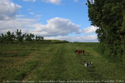 photographie “Le Jour ni l’Heure 4950 : En Lomagne — Les chiens Baloo et Toupie sur le chemin de l’éternité, La Bonnefont, Plieux, mercredi 17 avril 2024, 17:50:52” par Renaud Camus — www.renaud-camus.net — Lomagne, En Lomagne, chien, Baloo, Toupie, chiens, La Bonnefont, Plieux, Gers, Gascogne, ciels