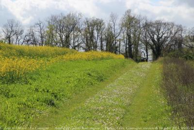 photographie “Le Jour ni l’Heure 4694 : En Lomagne — Avril dont l’odeur nous augure…, Plieux, Gers, Gascogne, mercredi 10 avril 2024, 16:05:16Le Jour ni l’Heure :” par Renaud Camus — www.renaud-camus.net — chemin, fleurs, printemps, La Rouquette, Enduré, Plieux, Gers, Gascogne, Avril dont l’odeur nous augure, Toulet, Paul-Jean Toulet