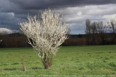 photographie “En Lomagne 4612 : En Lomagne — le dernier jour de l’hiver, Castet-Arrouy, Gers, Gascogne, dimanche 19 mars 2023, 16:21:36” par Renaud Camus — www.renaud-camus.net — Castet-Arrouy, Gers, Gascogne, buisson ardent, arbre, arbre fruitier, printemps