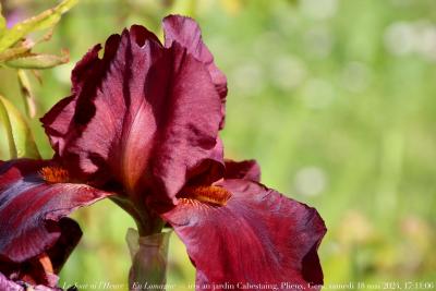 photographie “Le Jour ni l’Heure 7090 : En Lomagne — iris au jardin Cabestaing, Plieux, Gers, samedi 18 mai 2024, 17:11:06” par Renaud Camus — www.renaud-camus.net — Lomagne, En Lomagne, iris, puce, Plieux, jardin, jardin Cabestaing, Gers, Gascogne, 19 mai 2024