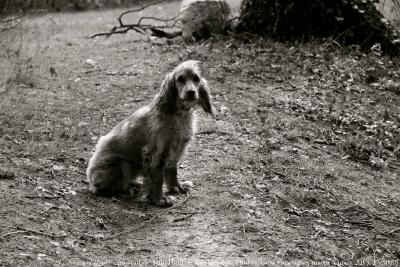 photographie “Le Jour ni l’Heure 1902 : Portrait de Mlle Holà de La Garrière — Plieux, Gers, Gascogne, mardi 5 mars 2013, 15:30:38” par Renaud Camus — www.renaud-camus.net — chien, dog, cocker, chienne, jeune chienne, young dog, Gascony