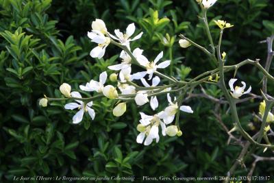 photographie “Le Jour ni l’Heure 3570 : Le Bergamotier au jardin Cabestaing — Plieux, Gers, Gascogne, mercredi 20 mars 2024, 17:19:17” par Renaud Camus — www.renaud-camus.net — bergamotier, bergamote, plantes, fleur, blanc, blanche, jardin, printemps, Le Printemps, Jardin Cabestaing, Cabestaing, plante, Plieux, Gers, Gascogne, Lomagne, En Lomagne