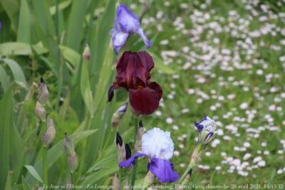 photographie “Le Jour ni l’Heure 5468 : En Lomagne — au jardin Cabestaing, Plieux, Gers,, dimanche 28 avril 2024, 14:32:32” par Renaud Camus — www.renaud-camus.net — jardin, jardin Cabestaing, iris, mauve, violet, puce, Plieux