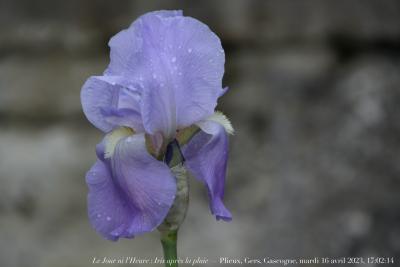 photographie “Le Jour ni l’Heure 4889 : Iris après la pluie — Plieux, Gers, Gascogne, mardi 16 avril 2023, 17:02:14” par Renaud Camus — www.renaud-camus.net — iris, iris après la pluie, fleur, bleu, Plieux, plate-bande, cimetière, église, Cers, Gascogne, Lomagne