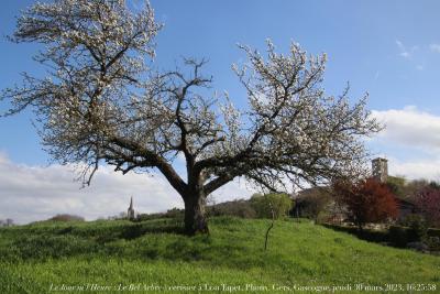 photographie “Le Jour ni l’Heure 4922 : Le Bel Arbre — cerisier à Lou Tapet, Plieux, Gers, Gascogne, jeudi 30 mars 2023, 16:25:58” par Renaud Camus — www.renaud-camus.net — arbre, Le Bel Arbre, cerisier, arbre en fleur, Plieux, Gers, Gascogne, Lomagne, En Lomagne, Lou Tapet