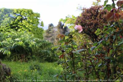 photographie “Le Jour ni l’Heure 3953 : aux femmes de ma vie — Plieux, dans le jardin mal tenu, samedi 30 mars 2024, 07/46:14” par Renaud Camus — www.renaud-camus.net — rose, Plieux, jardin, aux femmes de ma vie, femmes, Lomagne, Gers, Gasogne