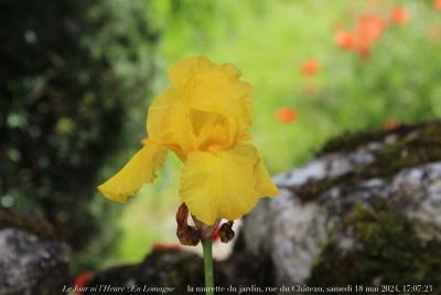 photographie “Le Jour ni l’Heure 7075: En Lomagne — la murette du jardin, rue du Château, samedi 18 mai 2024, 17:07:23” par Renaud Camus — www.renaud-camus.net — iris, jaune, jardin, murette, Rue de Château, Plieux, Lomagne, En Lomagne