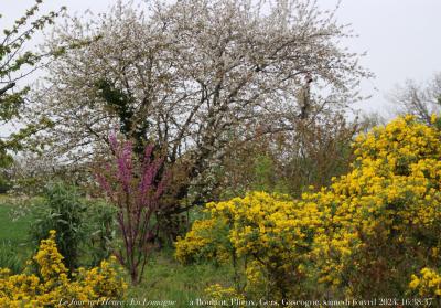 photographie “Le Jour ni l’Heure 4435 : En Lomagne — à Boulant, Pliux, Gers, Gascogne, samedi 6 avril 2024, 16:38:37” par Renaud Camus — www.renaud-camus.net — printemps, arbres en fleur, jardin, Boulant, Plieux, Gers, Gascogne, Lomagne, en Lomagne, arbres fruitiers, cerisier, arbre de Judée