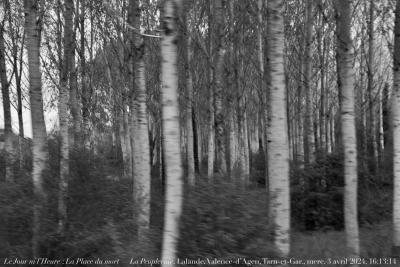 photographie “Le Jour ni l’Heure 4235 : La Place du mort — La Peupleraie — Lalanne, Valence-d’Agen, Tarn-et-Garonne, mercredi 3 avril 2024, 16:13:14” par Renaud Camus — www.renaud-camus.net — peupleraie, Lalanne, Valence, Valence-d’Agen, Agenais, En Agenais, Tarn-et-Garonne, mort, La Place du Mort