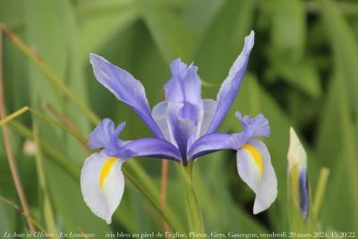 photographie “Le Jour ni l’Heure 3877 : En Lomagne — iris bleu au pied de l’église, Plieux, Gers, Gascogne, vendredi 29 mars 2024, 15:20:22” par Renaud Camus — www.renaud-camus.net — fleur, fleurs, iris, iris bleu, Plieux, Lomagne, En Lomagne, Gers, Gascogne