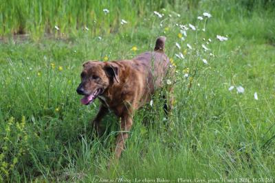 photographie “Le Jour ni l’Heure 4737 : Le Chien Baloo — Plieux, Gers, Gascogne, jeudi 11 avril 2024, 16:53:59” par Renaud Camus — www.renaud-camus.net — chien, Baloo, le chien Baloo, Le Cassé, Plieux, Gers, Gascogne